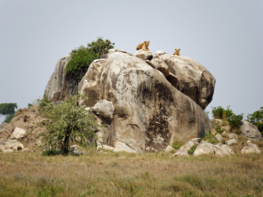 Lions on Pride Rock, Serengeti NP