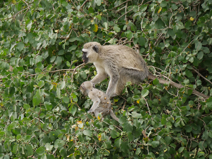 Vervet Monkeys, Serengeti NP