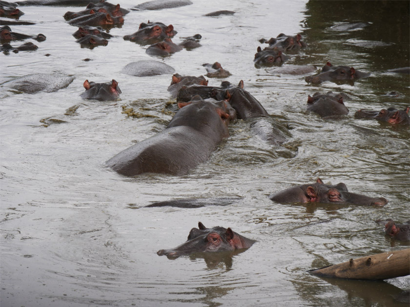 Hippopotamuses, Serengeti NP