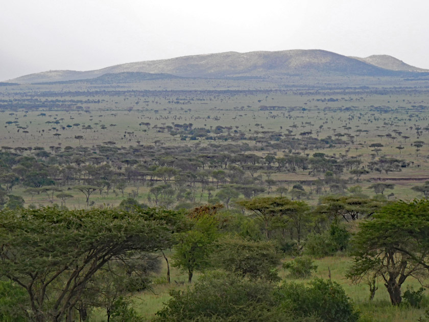 View of Serengeti Plains from Serengeti Sopa Lodge