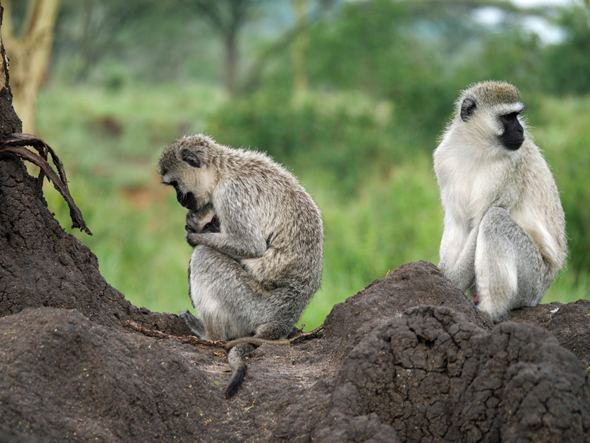 Vervet Monkeys, Serengeti NP