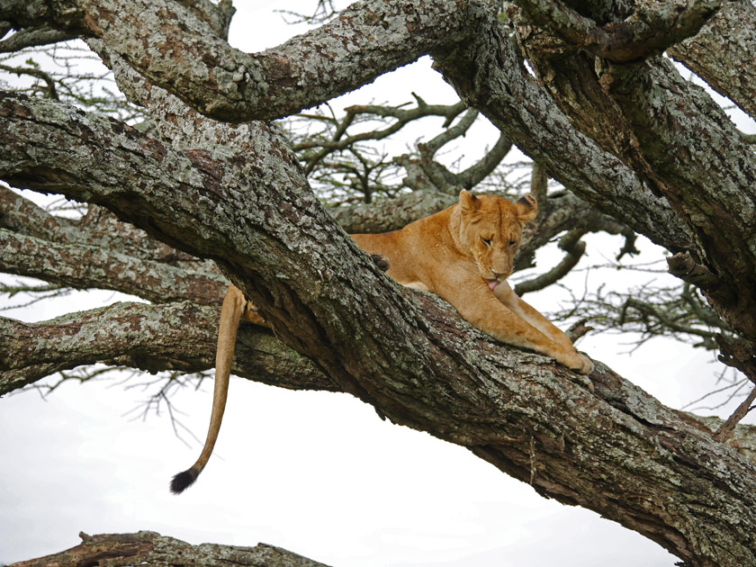 Lion in Tree, Serengeti NP