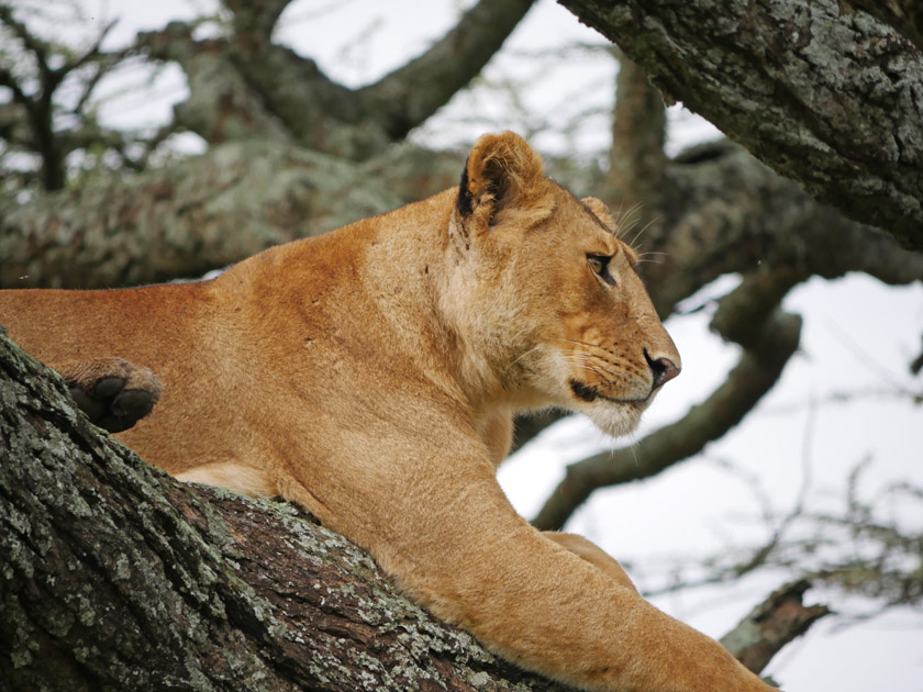 Lion in Tree, Serengeti NP