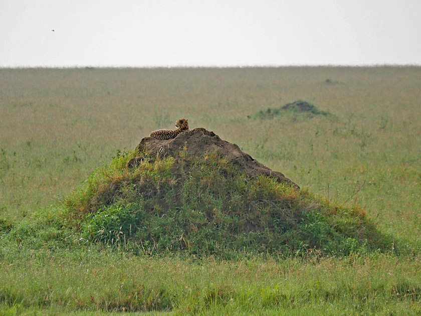 Cheetah, Serengeti NP