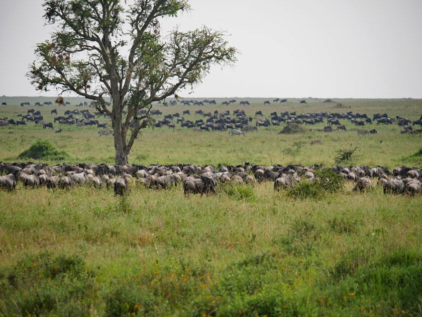 Wildebeest Herd and Zebras, Serengeti NP