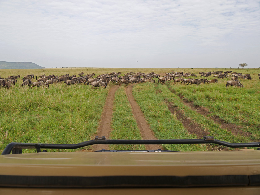 Wildebeest Herd Migration in Front of Safari Vehicle, Serengeti NP