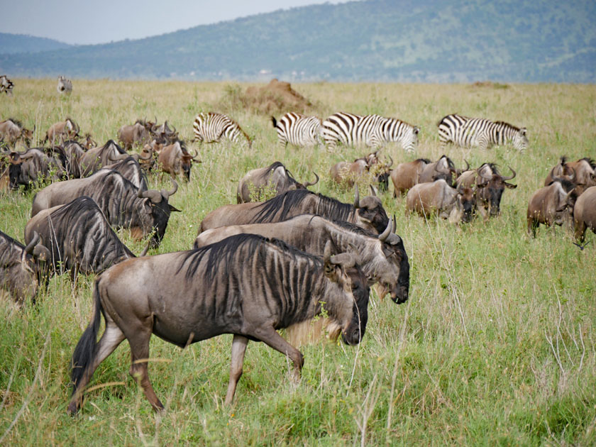 Wildebeest Herd and Zebras, Serengeti NP