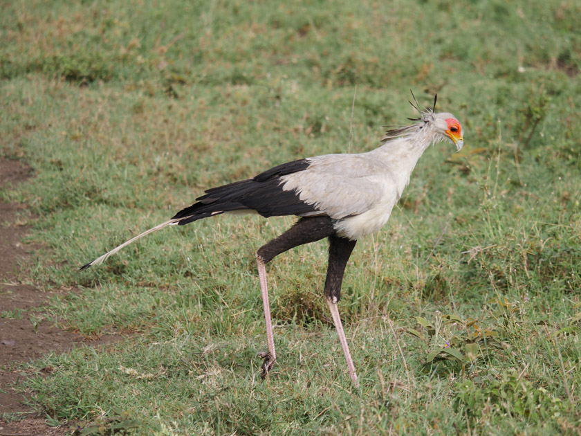 Secretary Bird, Serengeti NP