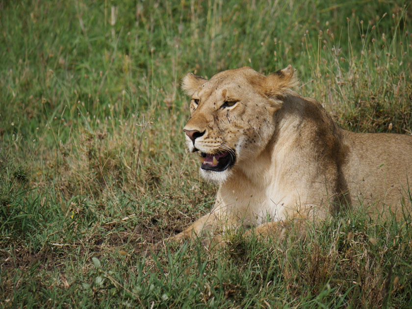 Lion in Grass, Serengeti NP