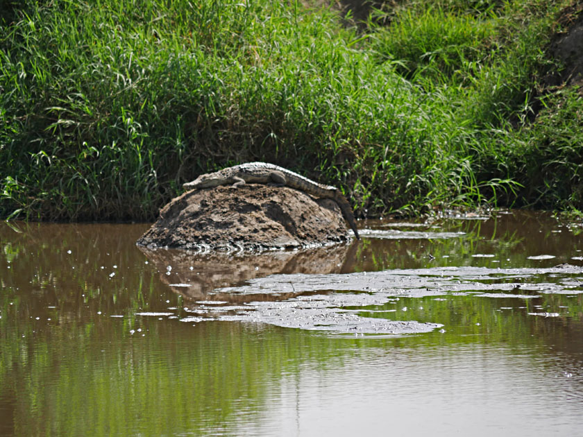 Nile Crocodile, Serengeti NP