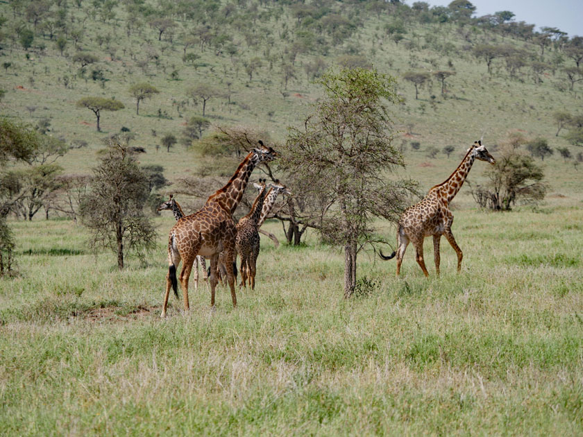 Giraffes, Serengeti NP