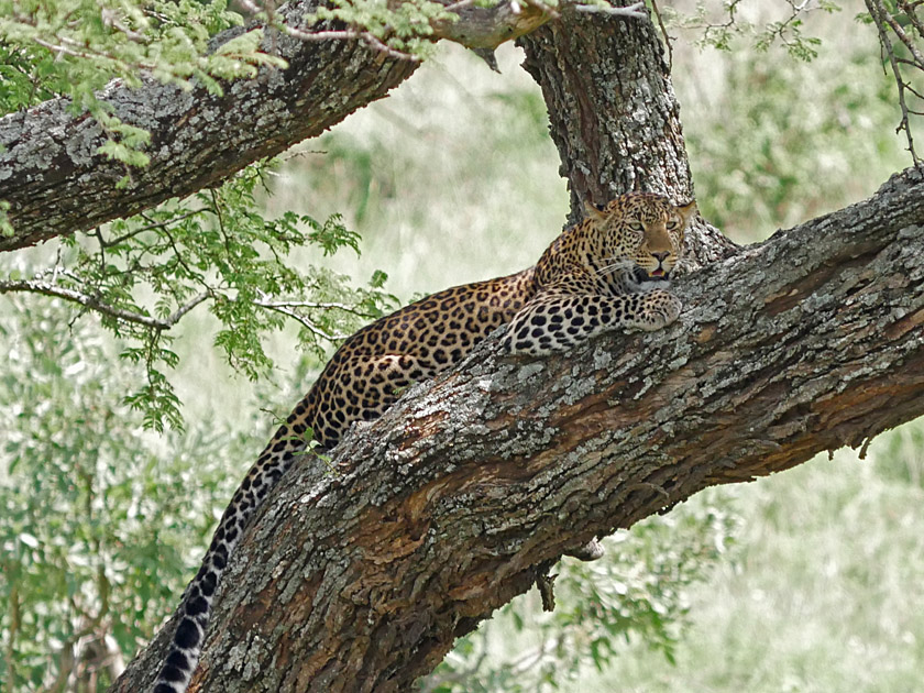 Leopard in Tree, Serengeti NP