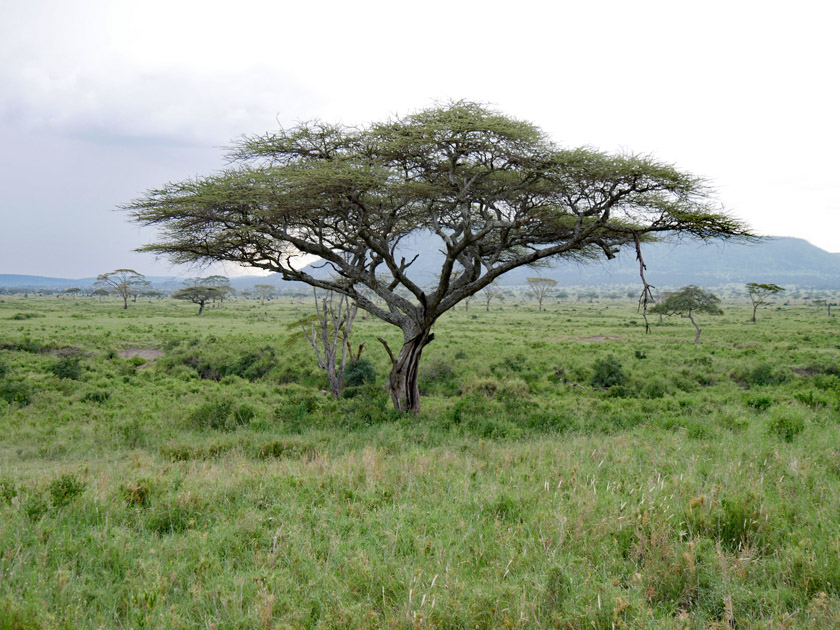 Serengeti National Park Scenery