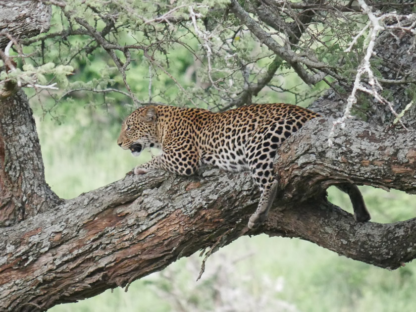 Leopard in Tree, Serengeti NP