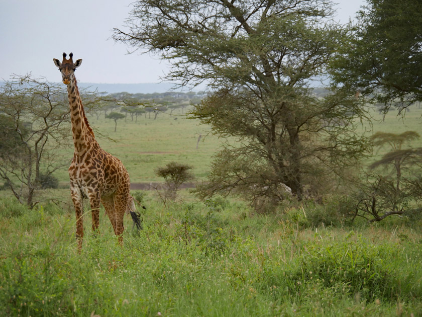 Giraffe, Serengeti NP