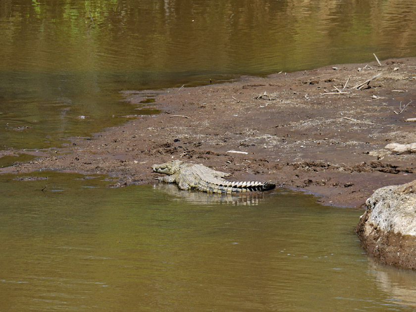 Nile Crocodile, Maasai Mara