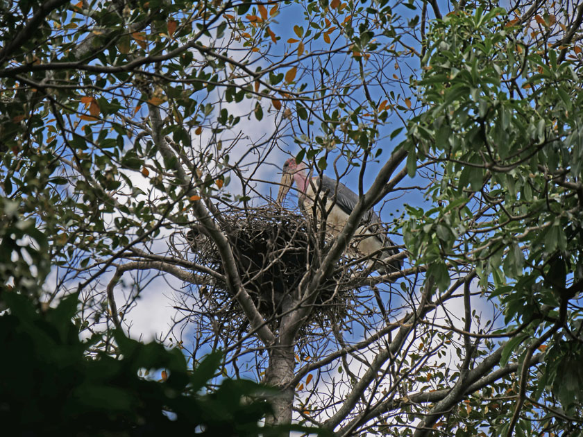 Marabou Stork on Nest, Fairmont Mara Safari Club