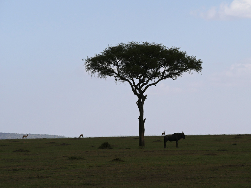 Maasai Mara Scenery