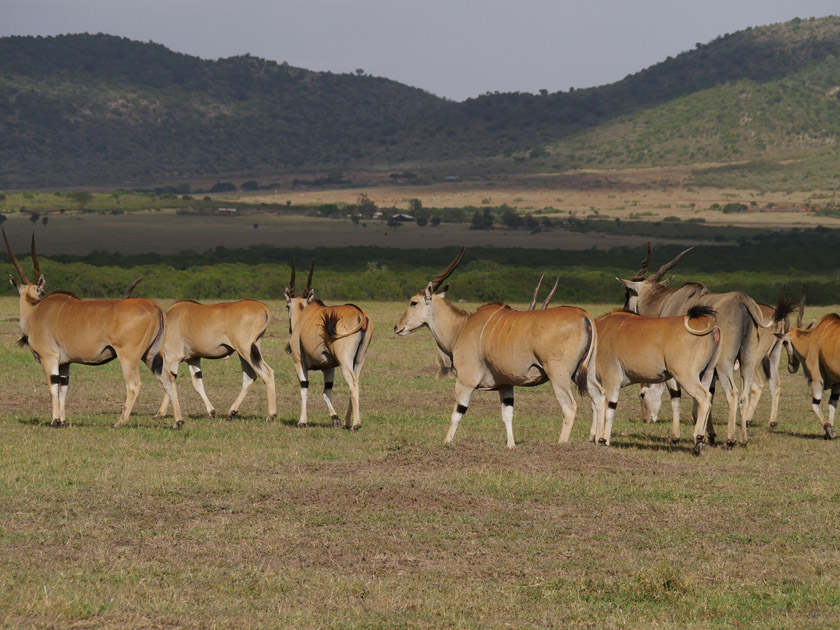 Elands, Maasai Mara