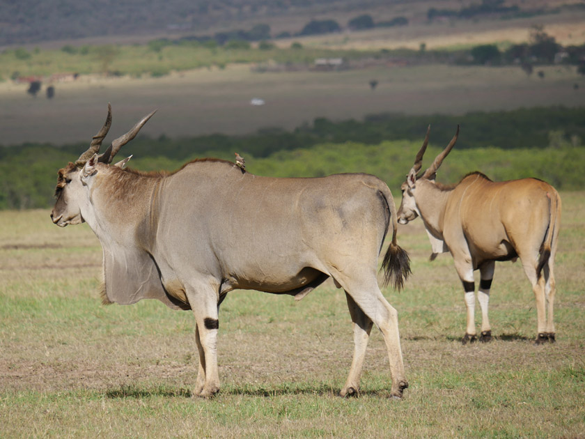 Elands, Maasai Mara