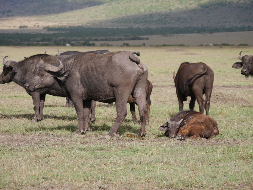 Cape Buffalo, Maasai Mara