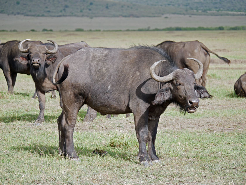 Cape Buffalo, Maasai Mara