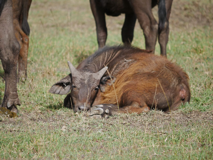 Cape Buffalo Calf, Maasai Mara