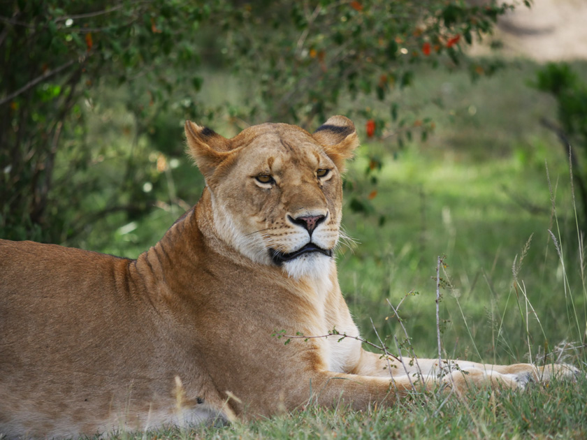 Lion in Grass, Maasai Mara