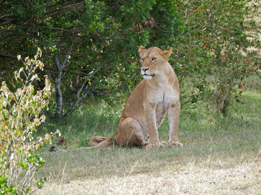 Lion in Grass, Maasai Mara