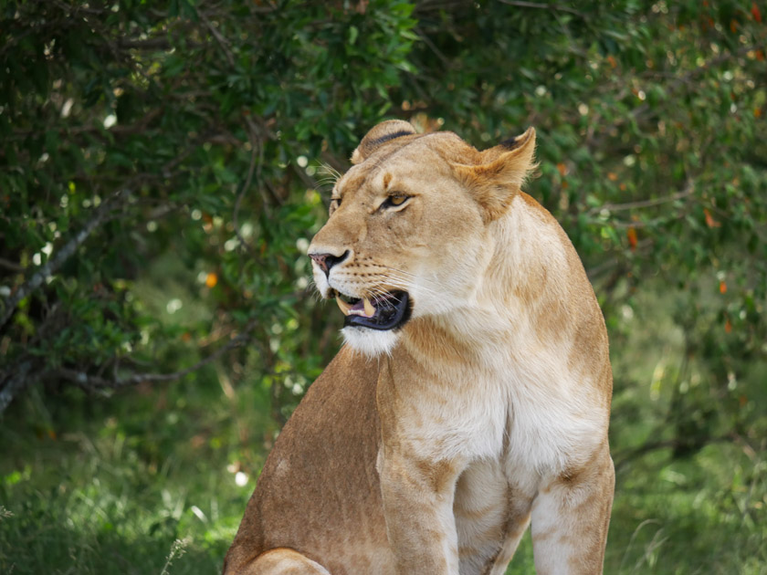 Lion in Grass, Maasai Mara