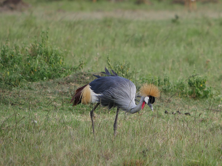 Grey Crowned Crane, Maasai Mara