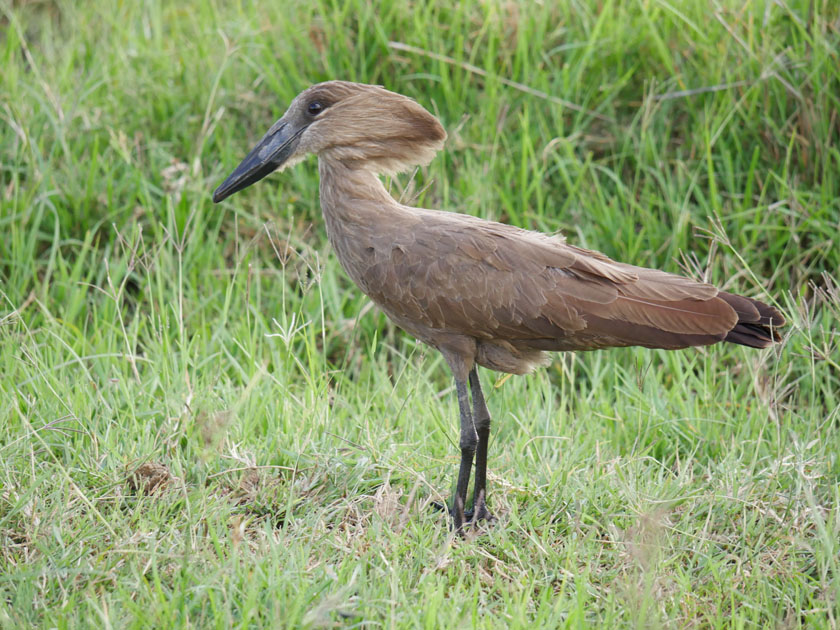 Hamerkop, Maasai Mara