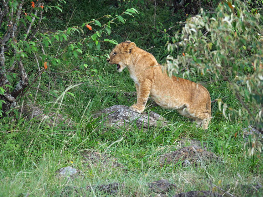 Lion Cub, Maasai Mara