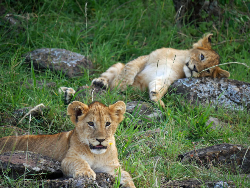 Lion Cubs, Maasai Mara