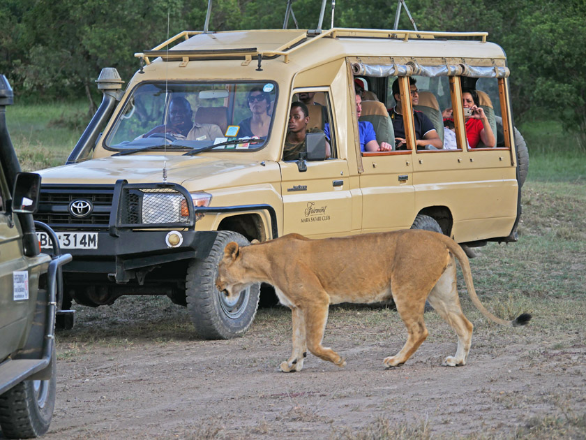 Lion and Safari Vehicle, Maasai Mara