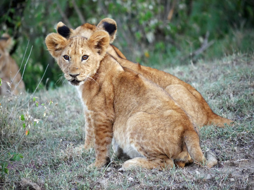 Lion Cubs, Maasai Mara