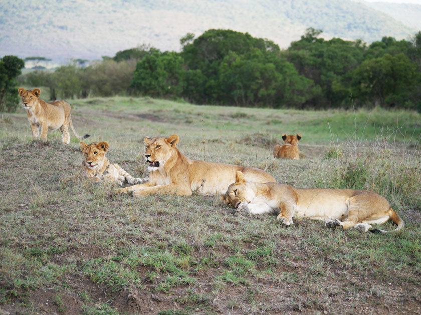 Lions, Maasai Mara