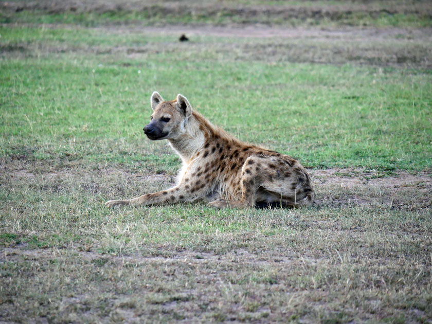 Spotted Hyena, Maasai Mara