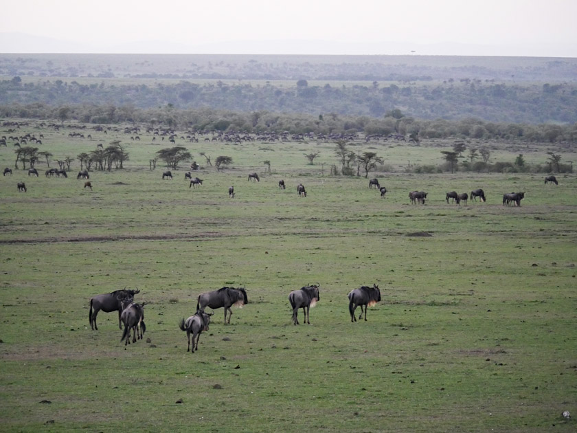 Wildebeets from the Air, Maasai Mara