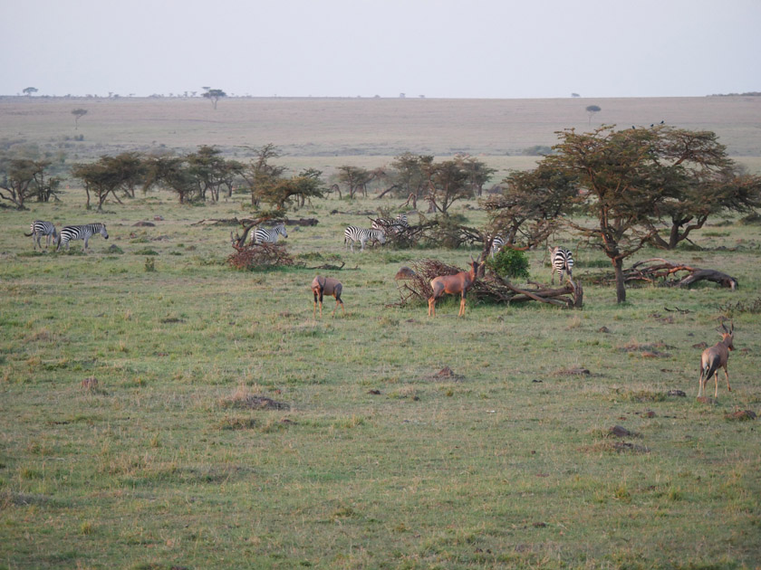 Zebras and Topi from Hot Air Balloon, Maasai Mara