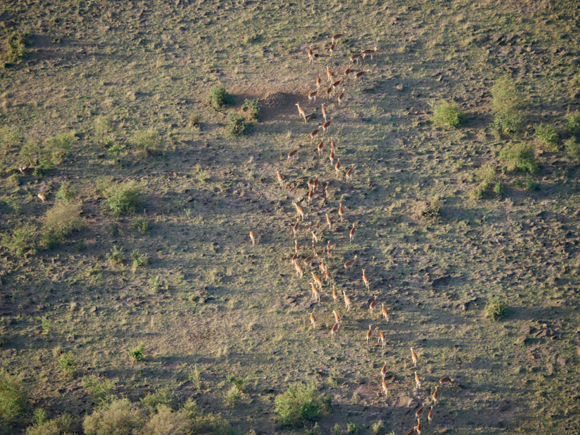 Grant's Gazelles from Hot Air Balloon, Maasai Mara