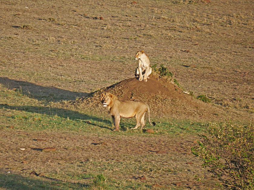 Lion Pair from Hot Air Balloon, Maasai Mara