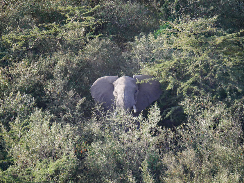 African Elephant from Hot Air Balloon, Maasai Mara