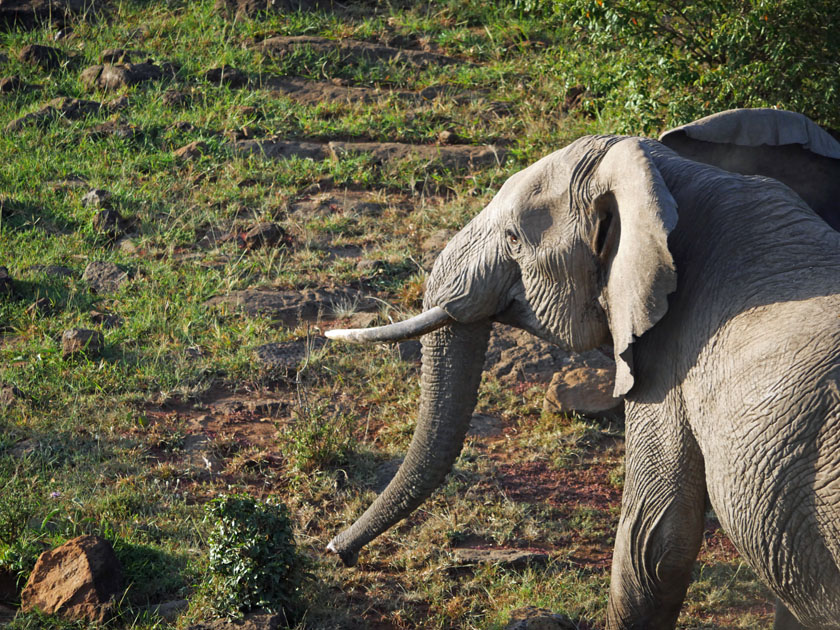 African Elephant from Hot Air Balloon, Maasai Mara