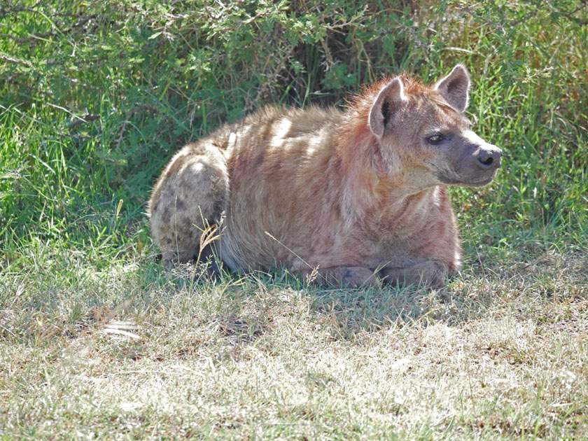 Spotted Hyena, Maasai Mara