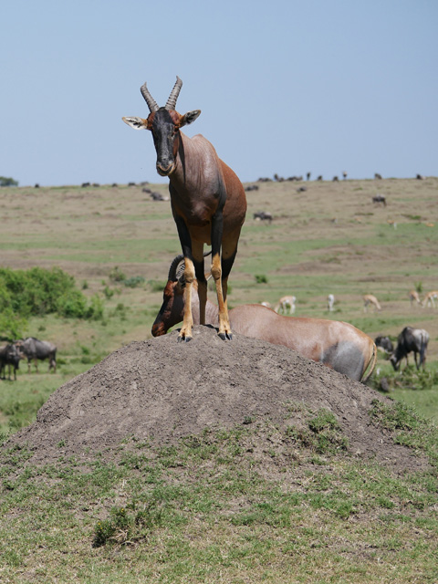 Topi, Maasai Mara