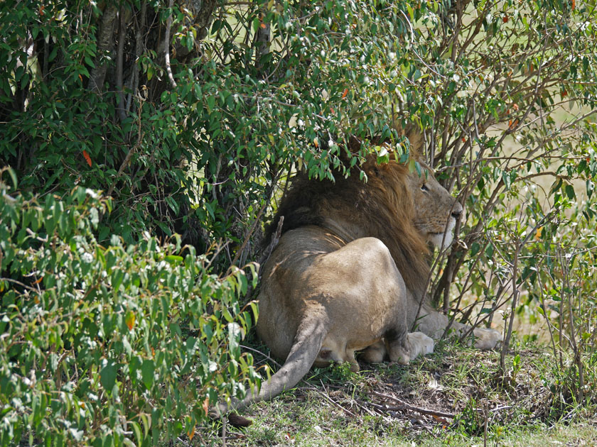 Male Lion, Maasai Mara