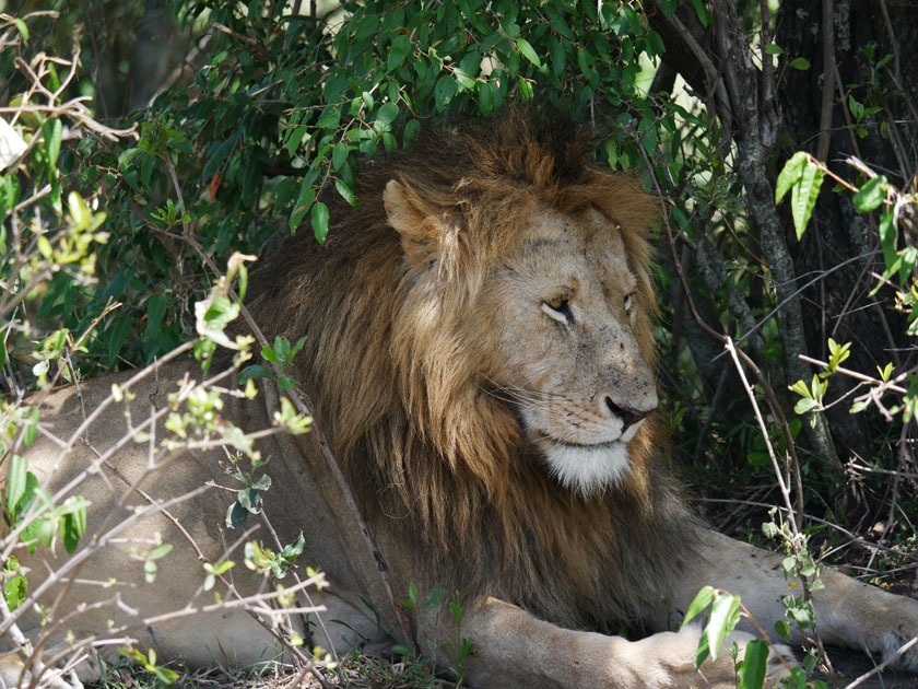 Male Lion, Maasai Mara