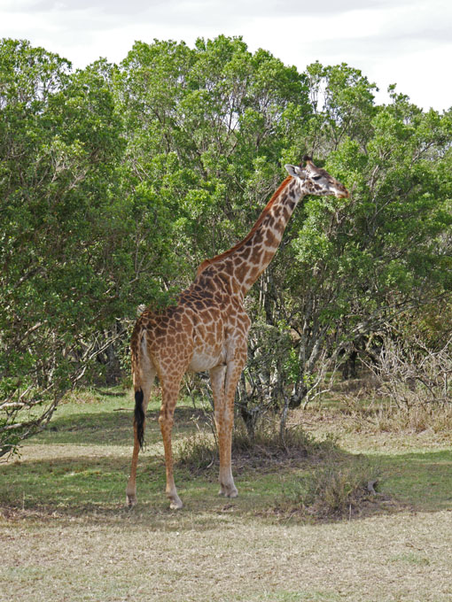 Giraffe, Maasai Mara