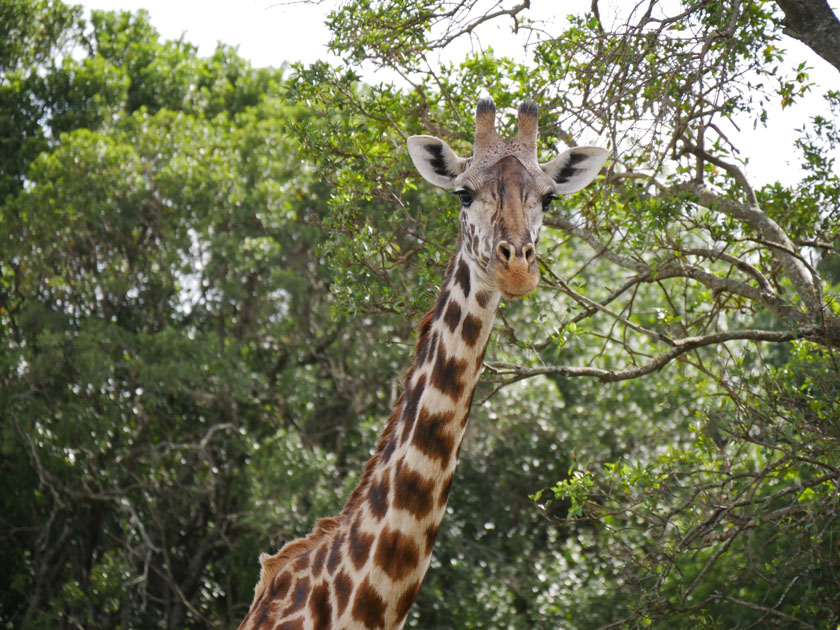 Giraffe, Maasai Mara